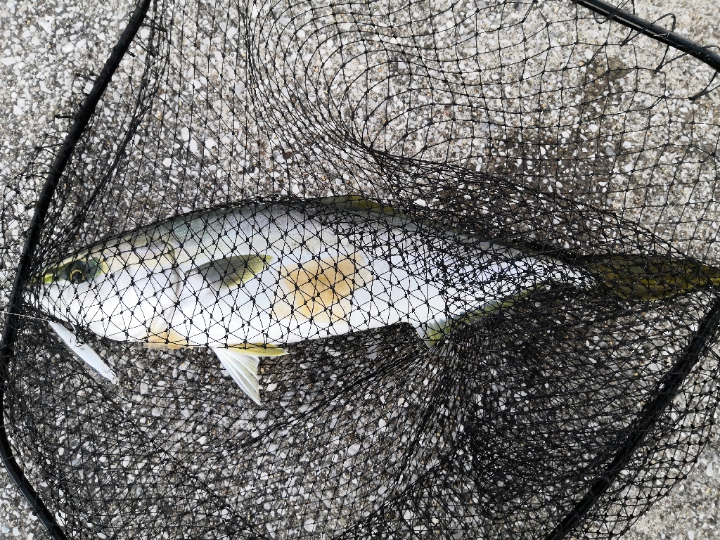 ショアジギングでメジ4匹