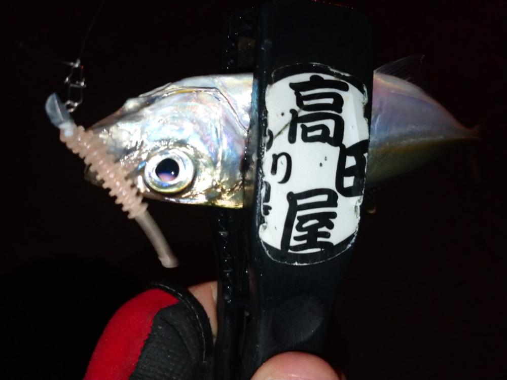 今夜も1時間限定アジング