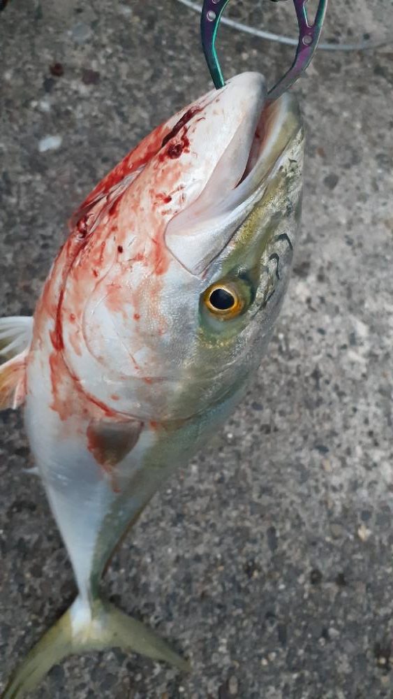 アタリはあるけど乗りにくいです！