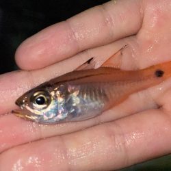 田ノ浦漁港で五目