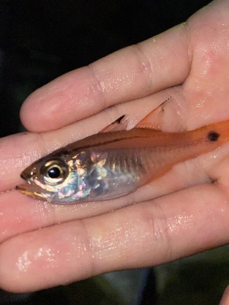 田ノ浦漁港で五目