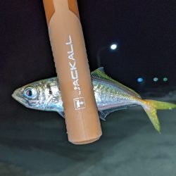 アジジジジング