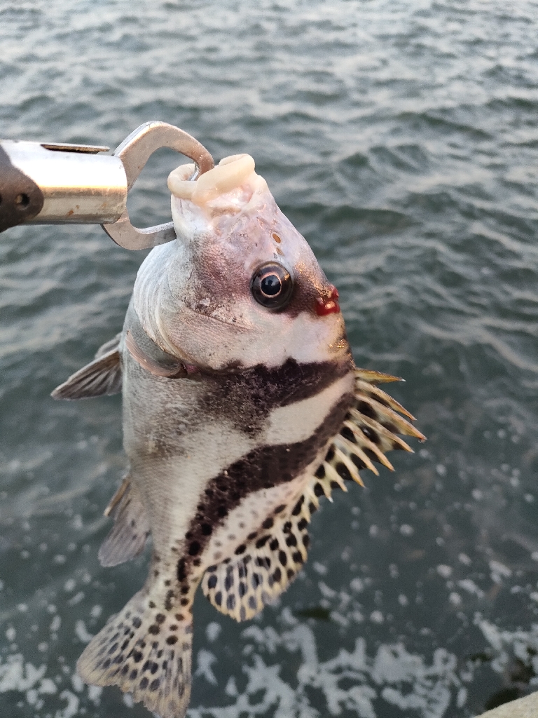 青物狙いでどちら様ですか!?