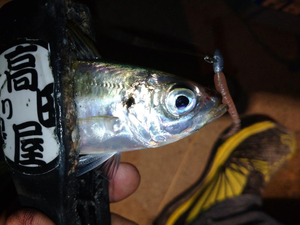 今夜も姫路でアジング調査