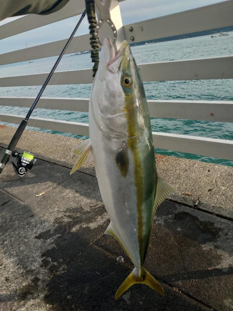 青物狙い🎣