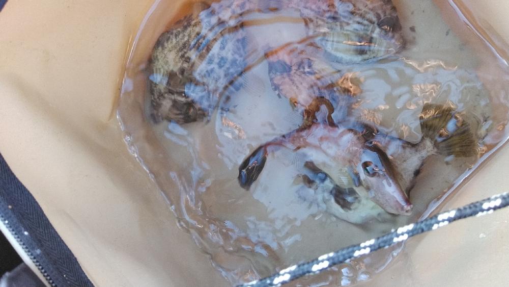 小物釣り