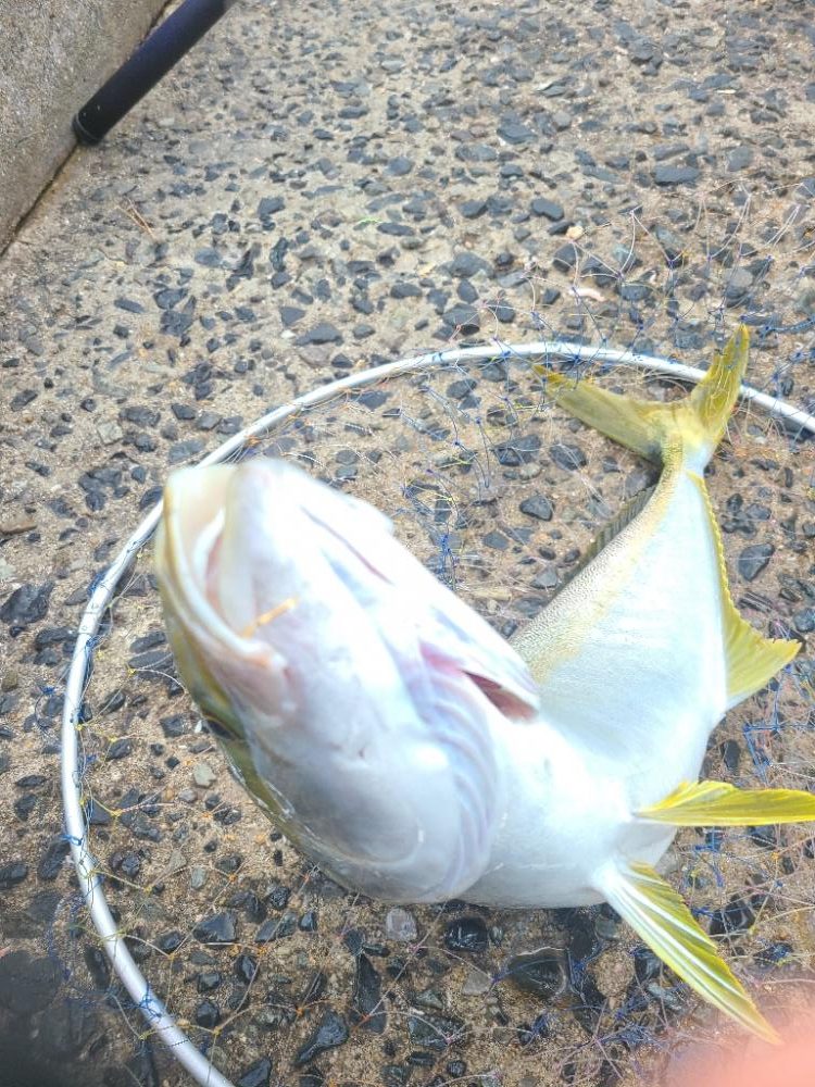 今年一番の釣果