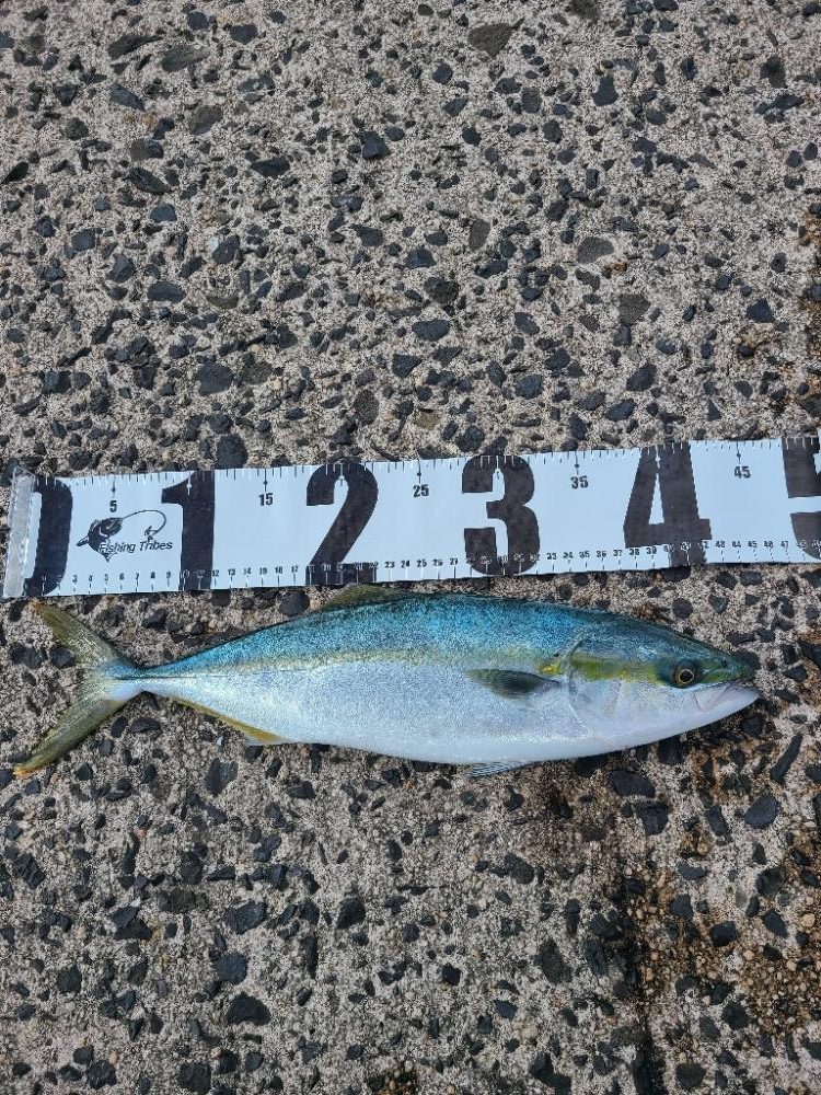 ヤズとサゴシは良く釣れてたよ