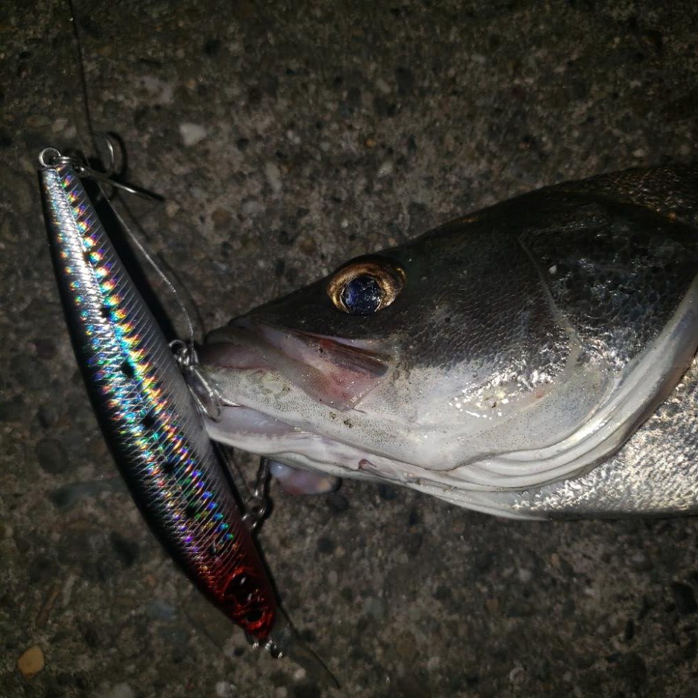 おはようスズキさん！