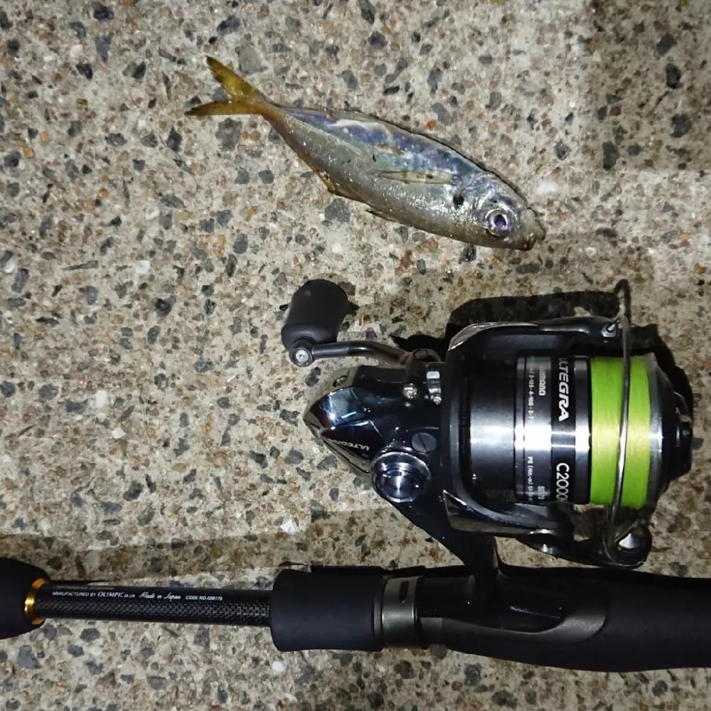 対馬アジング釣果