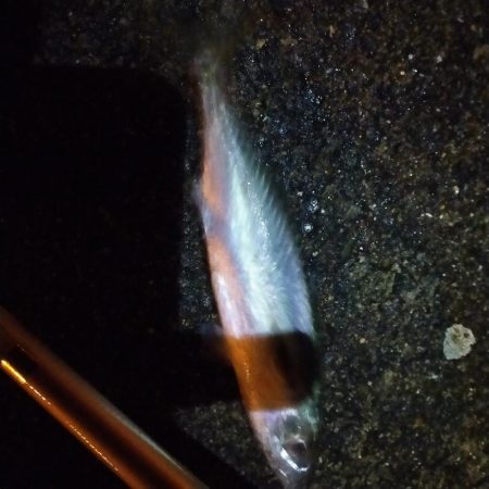 久々に短時間夜釣り