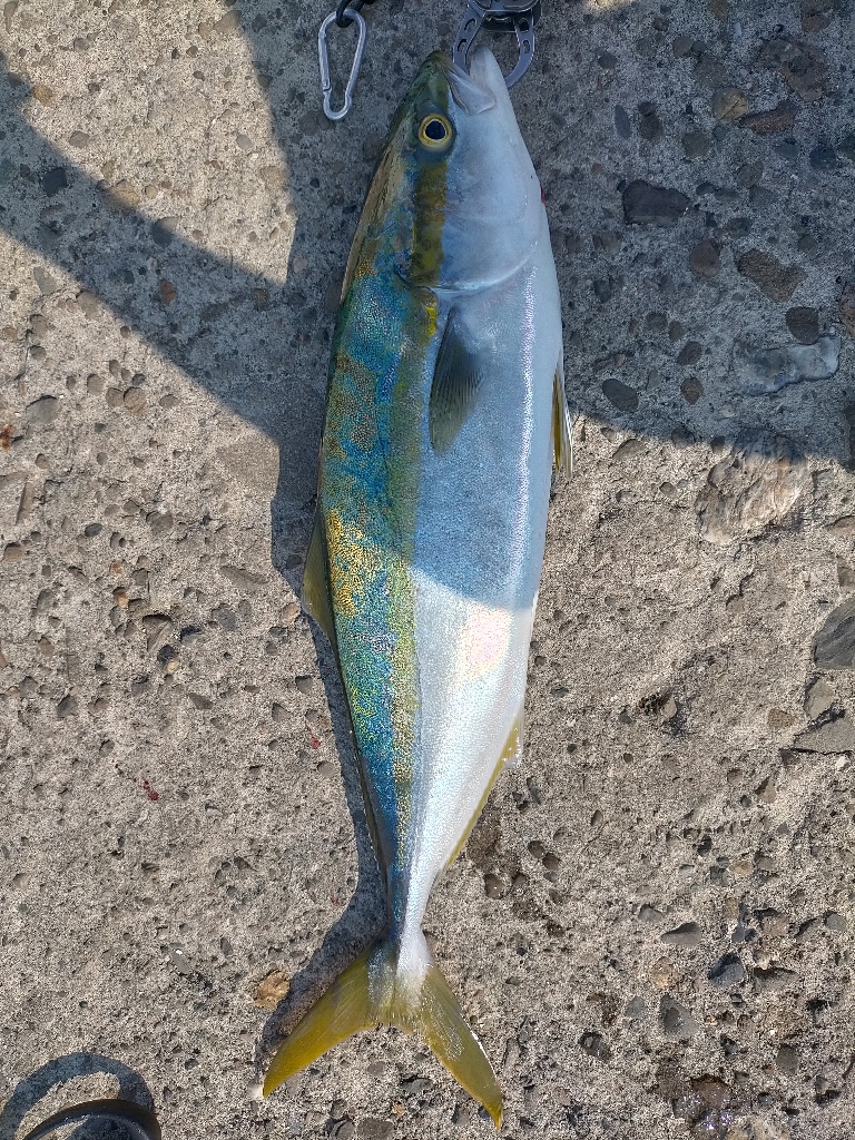 久々のハマチ!!