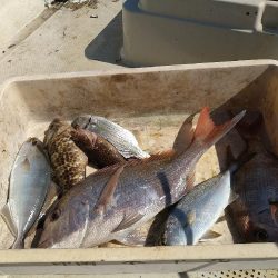 初めてのレンタルボート船長で☆