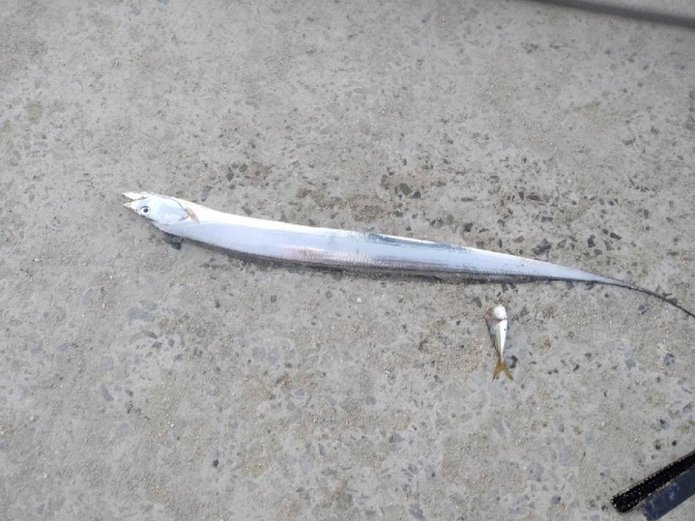 爆釣Day.でした!!