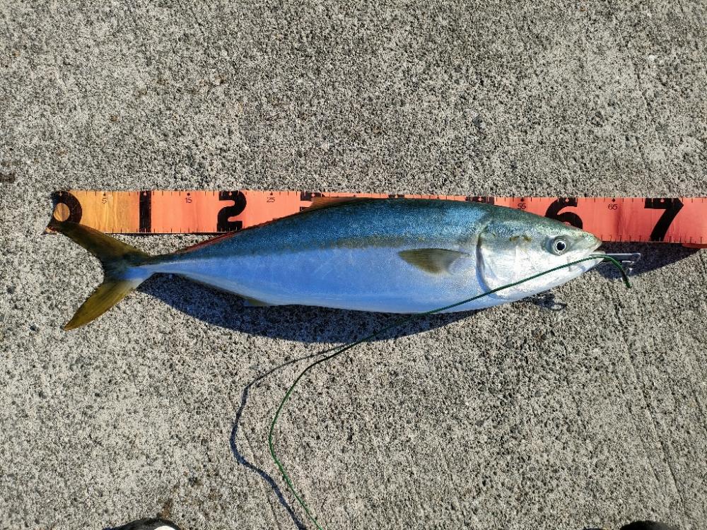 朝まづめに貝塚人工島ベランダにてノマセでメジロ、ハマチ