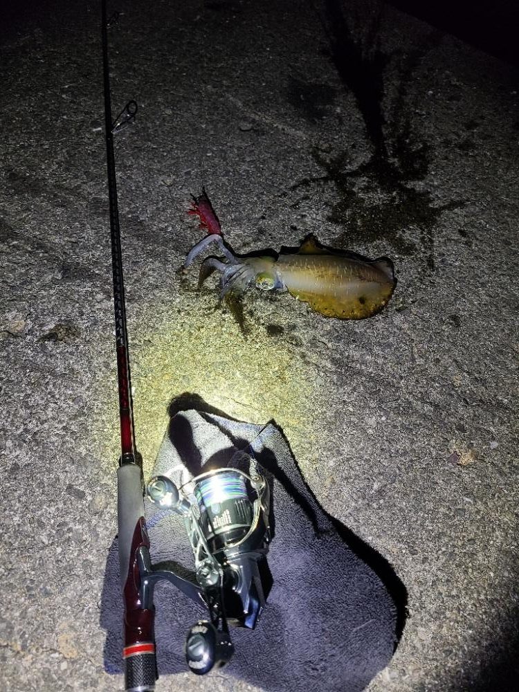 リールの入魂！久しぶりのエギング！