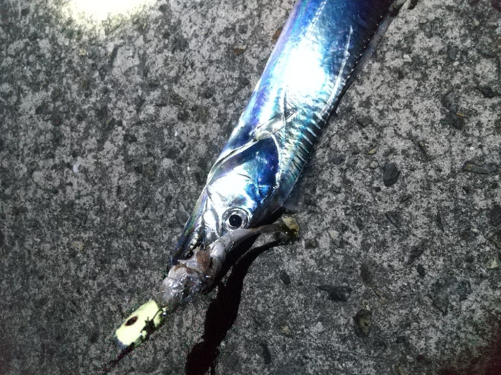 タチウオ