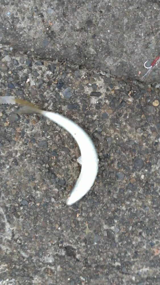 夕まずめショアジギング