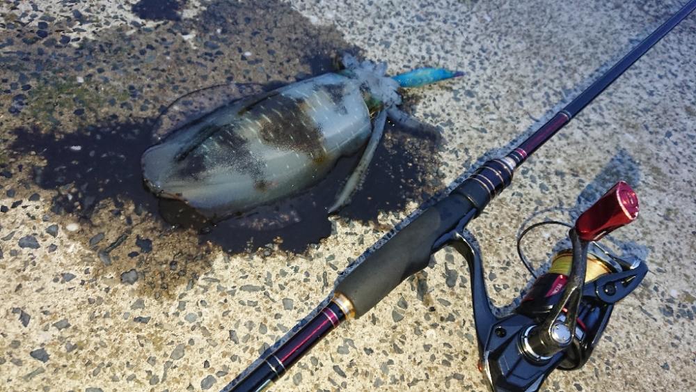 対馬エギング釣果