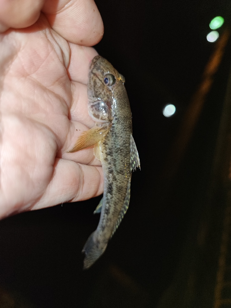 都心で落ちハゼ釣り