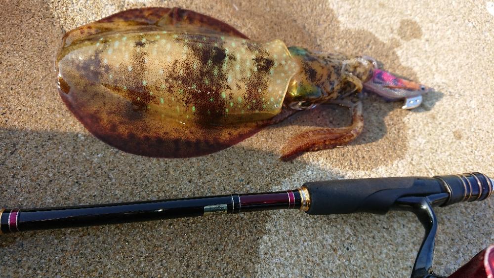 対馬エギング釣果