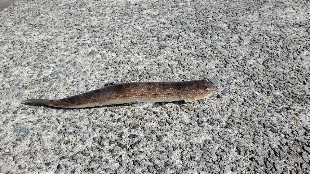 ムコイチメジロ