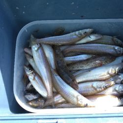 キス釣り良型連発