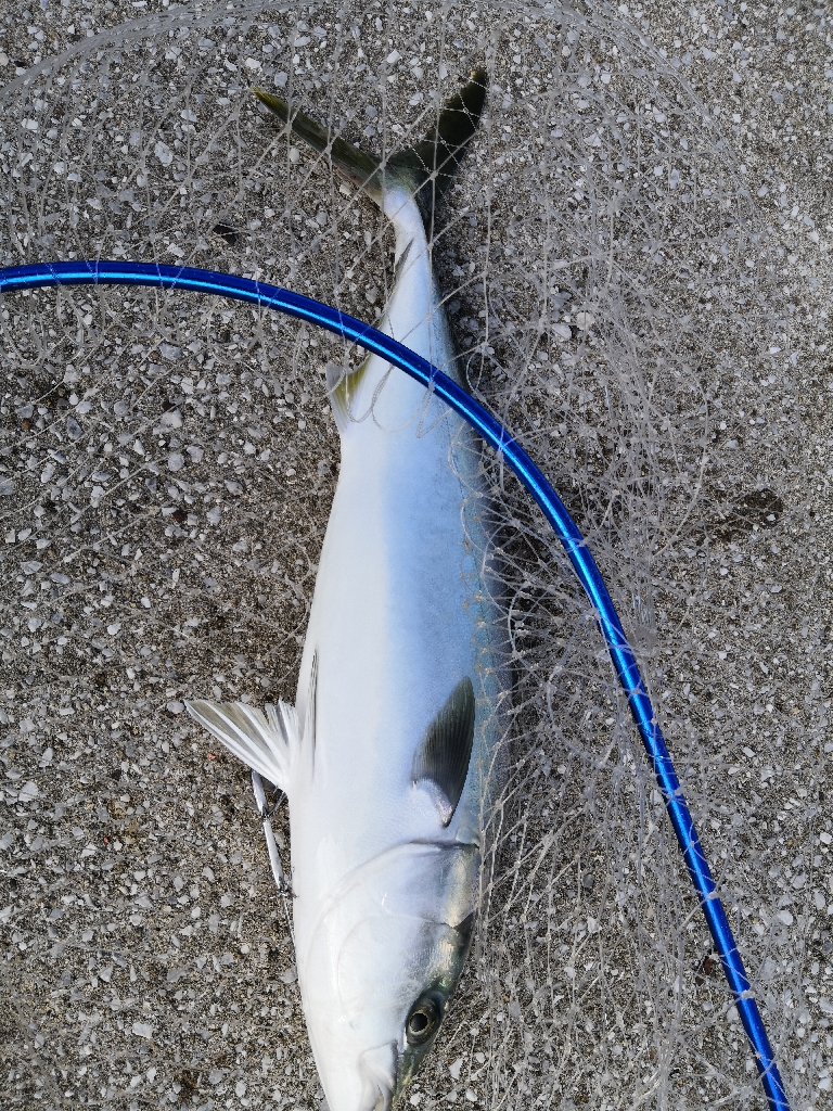 ショアジギングでメジロ