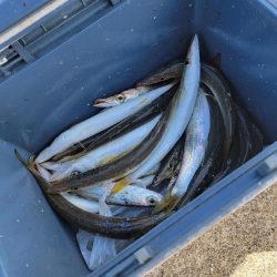 ジグパラでカマス