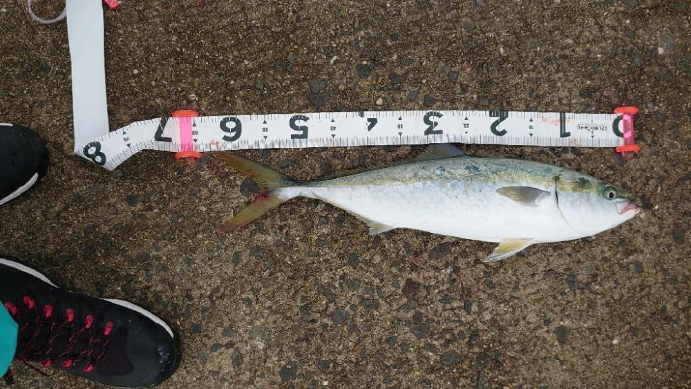 1年振りのメジロさん