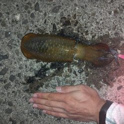 アオリイカゲット