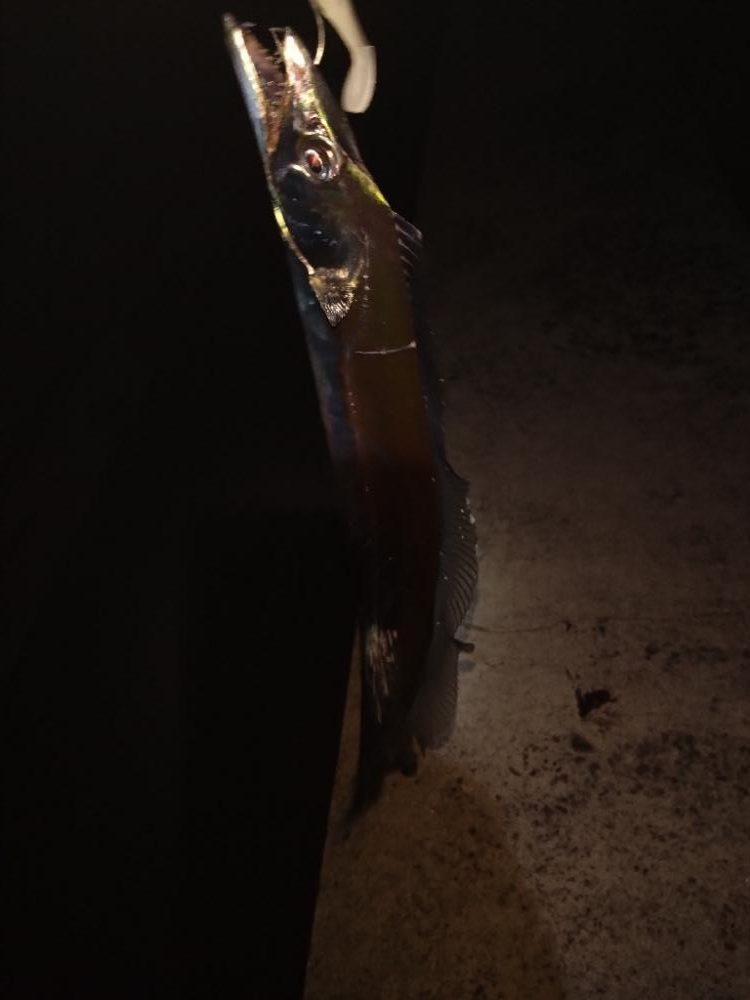 今年初タチウオ！