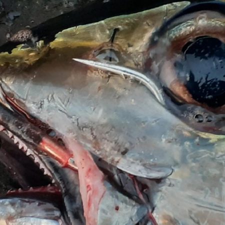 バーティカルリミット大活躍な離島ショアジギング