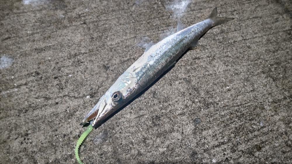 アジ探し@谷川周辺