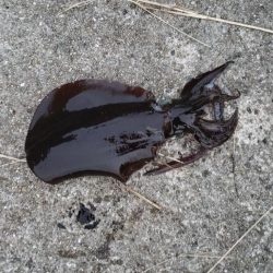 アオリイカ釣れた！