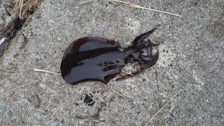 アオリイカ釣れた！