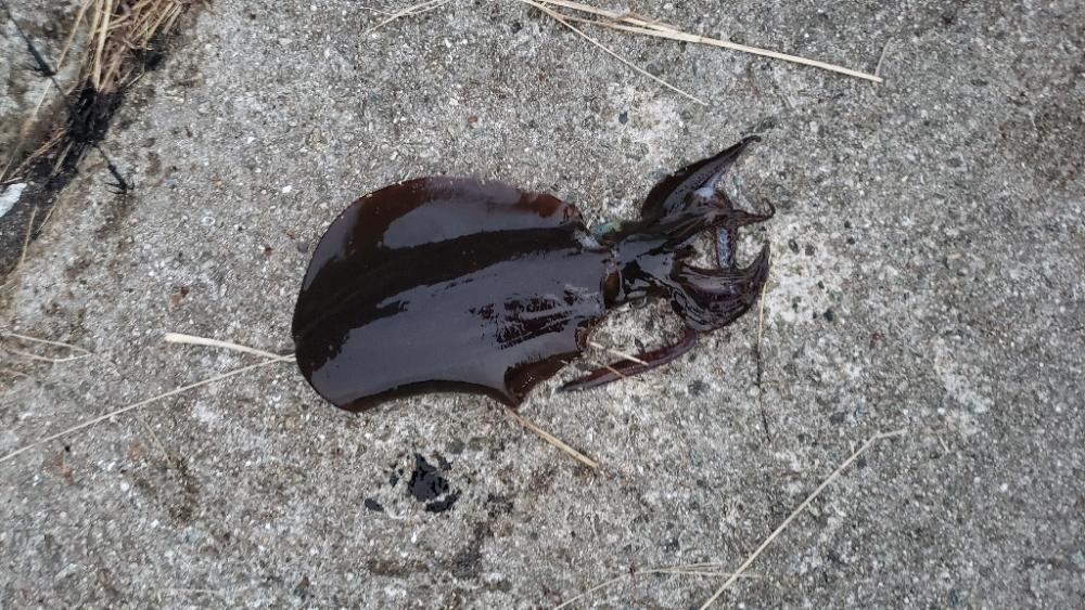 アオリイカ釣れた！