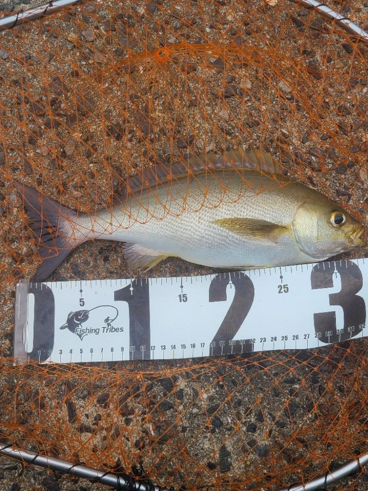 再度ヒラマサを