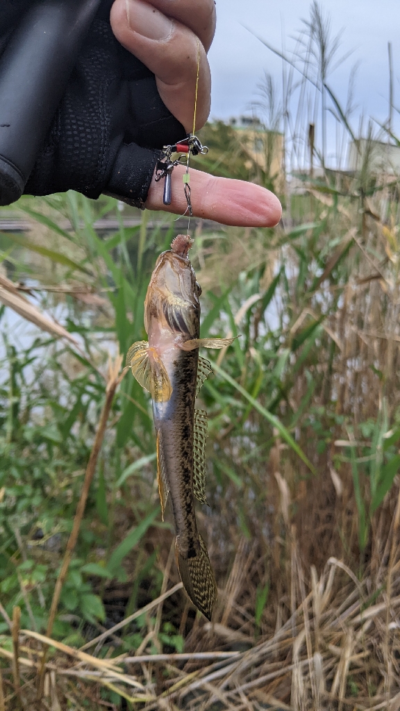 旧中川 ハゼ 114匹