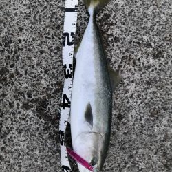 ショアジギングで3匹