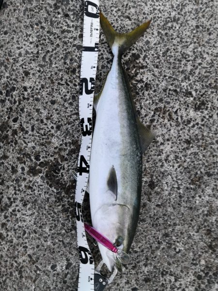 ショアジギングで3匹