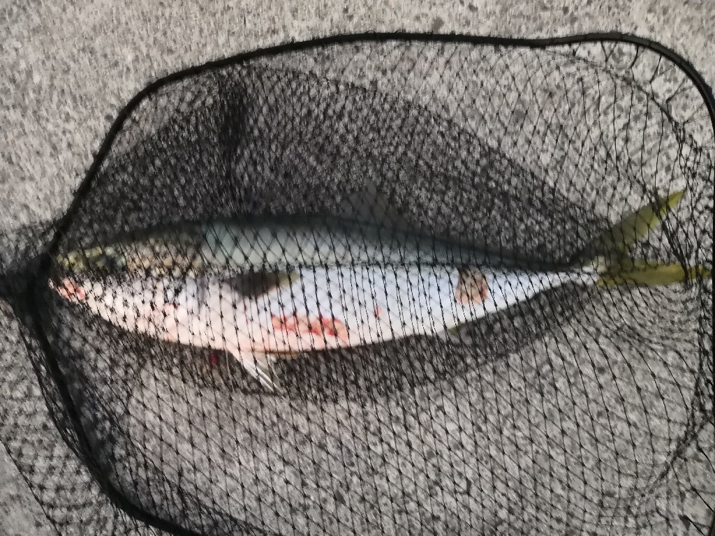 ショアジギング メジロ