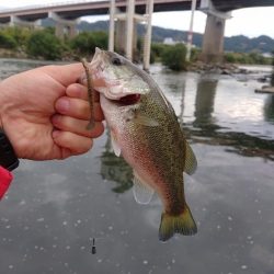 ライトリグ練習