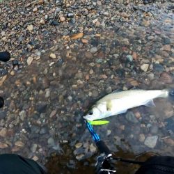 【シーバス】リバーシーバス５５㎝