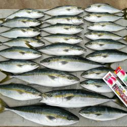 ワラサ＋ハマチ爆釣！