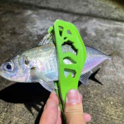 島アジング復活！？短い時合いだったけど良型アジ連発！