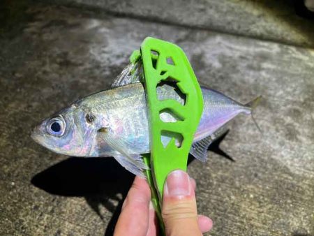 島アジング復活！？短い時合いだったけど良型アジ連発！