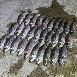 無限豆アジング｜豆アジの釣り方