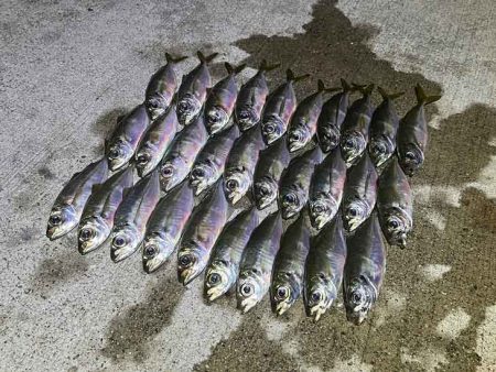 無限豆アジング｜豆アジの釣り方