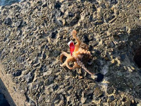 イイダコを釣る秘訣はのんびり！